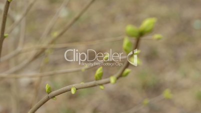 handheld video of lilac buds in spring