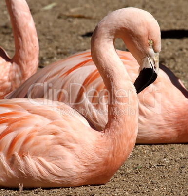 Chilean flamingo portrait