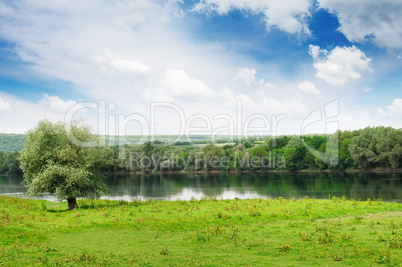 forest and meadow on the banks of the River