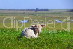 Lämmer und Schafe auf dem Deich in Westerhever Halbinsel Eidersted