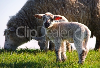 Lämmer und Schafe auf dem Deich in Westerhever Halbinsel Eidersted