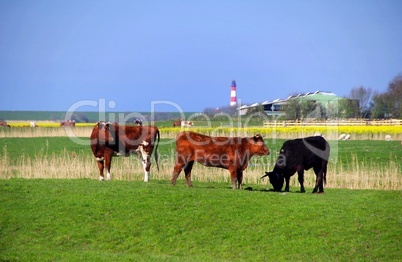 Kühe auf der Wiese im Hintergrund der Leuchtturm Westerhever