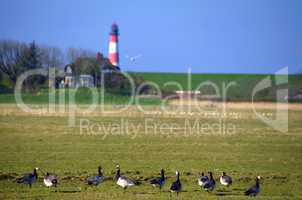 Leuchtturm Westerhever an der Nordsee Halbinsel Eiderstedt