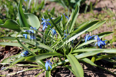 blue snowdrops near the house