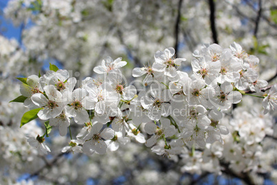 branch of blossoming cherry branch of blossoming cherry