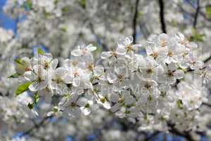 branch of blossoming cherry
