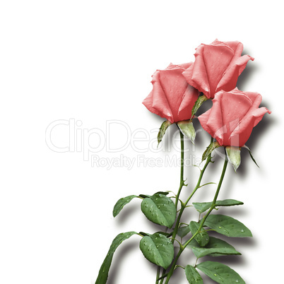 bouquet of pink roses on a white background