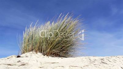 ammophila arenaria, beachgrass. (algarve, portugal)