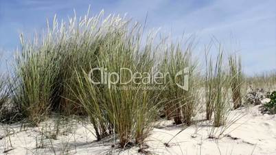 Ammophila arenaria, beachgrass. (Algarve, Portugal)