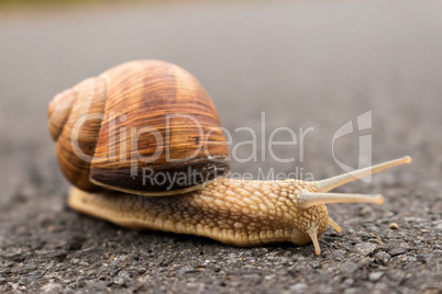 burgundy snail (helix pomatia)