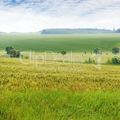 wheat field and blue sky