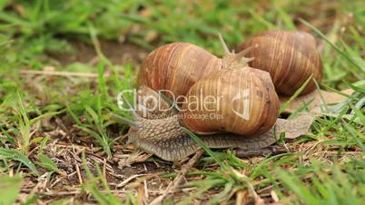 Burgundy snails (Helix pomatia) timelapse