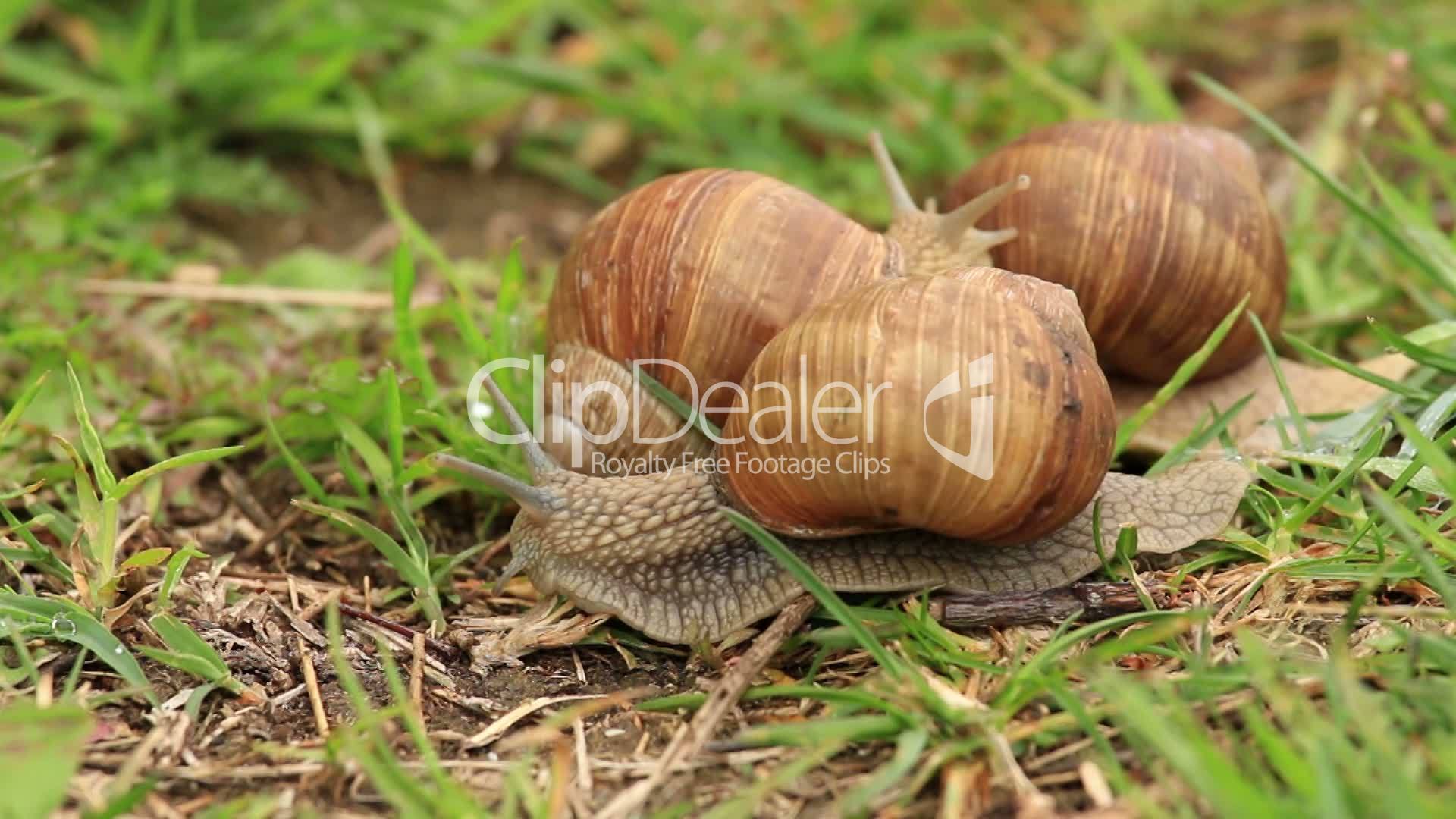 Burgundy snails (Helix pomatia) timelapse: Lizenzfreie Stock Videos und ...