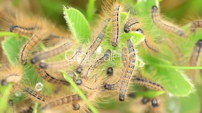 Young caterpillars in the nest (Lymantria dispar)