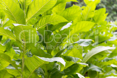 fresh green tobacco plant