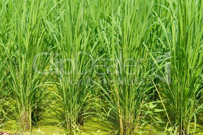 green rice field background