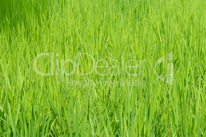 green rice field background