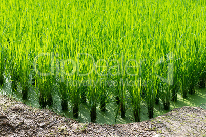 green rice field background