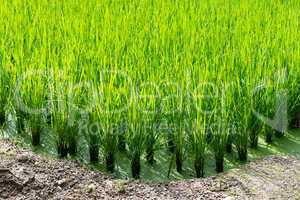 green rice field background