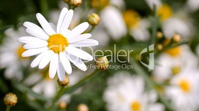 healing flowers camomile close-up swaying in the wind