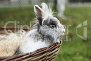 Young Lion head bunny