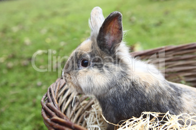 Young Lion head bunny