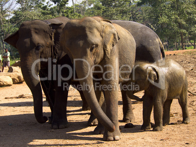 Herd of elephants at the orphanage