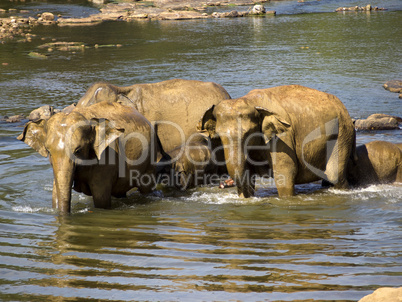 Elephant bathing at the orphanage