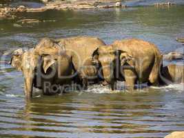 Elephant bathing at the orphanage