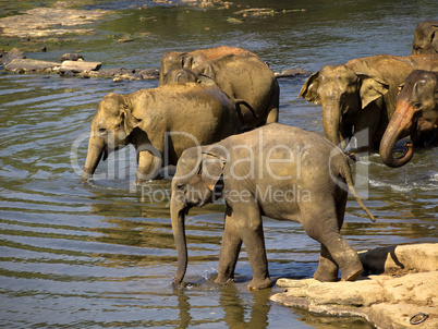 Elephant bathing at the orphanage