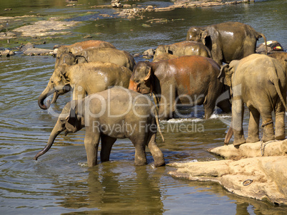 Elephant bathing at the orphanage