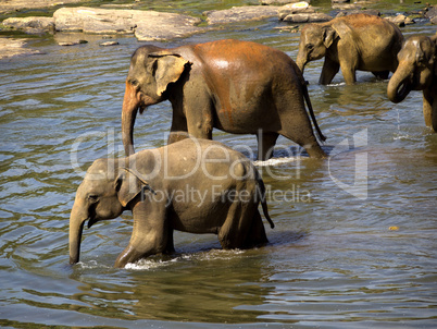 Elephant bathing at the orphanage