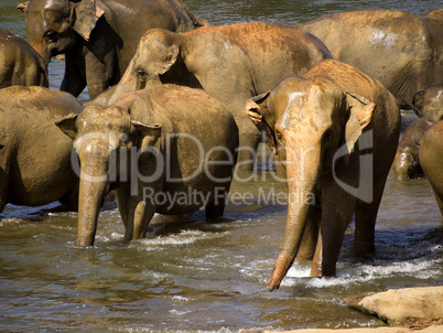 Elephant bathing at the orphanage