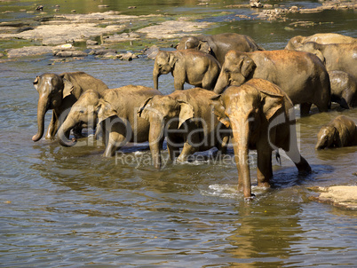 Elephant bathing at the orphanage