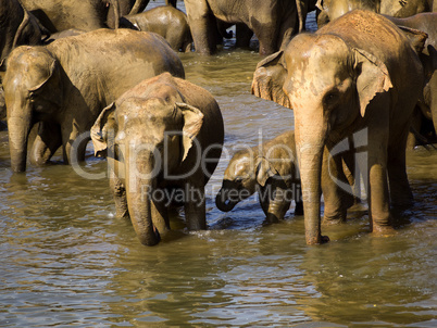 Elephant bathing at the orphanage