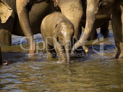 Elephant bathing at the orphanage