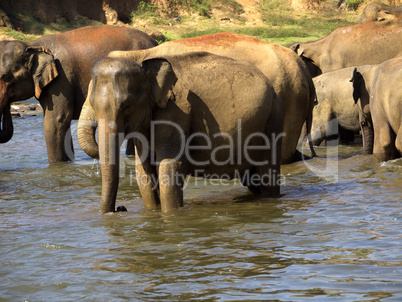 Elephant bathing at the orphanage