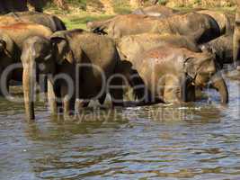 Elephant bathing at the orphanage