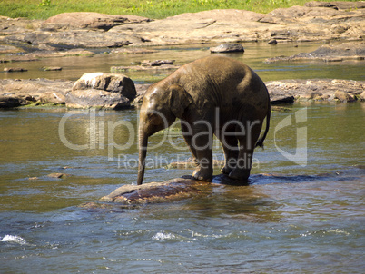 Elephant bathing at the orphanage