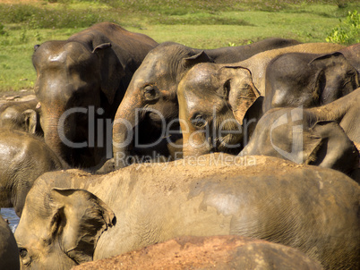 Elephant bathing at the orphanage