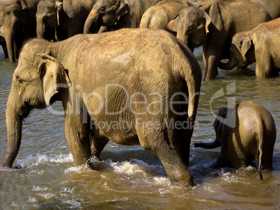 Elephant bathing at the orphanage