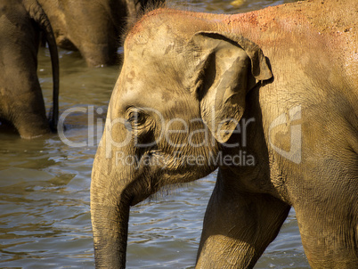 Elephant bathing at the orphanage