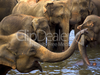 Elephant bathing at the orphanage