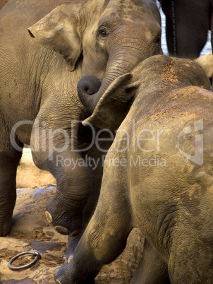 Elephant bathing at the orphanage