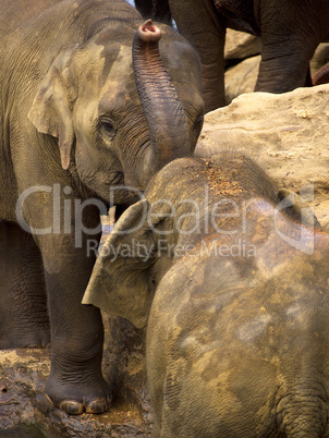 Elephant bathing at the orphanage