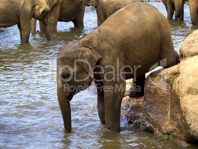 Elephant bathing at the orphanage