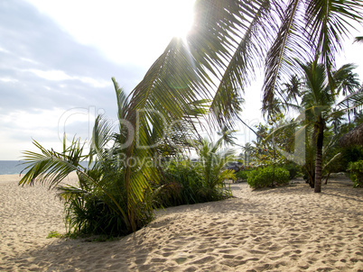 Palms at the beach