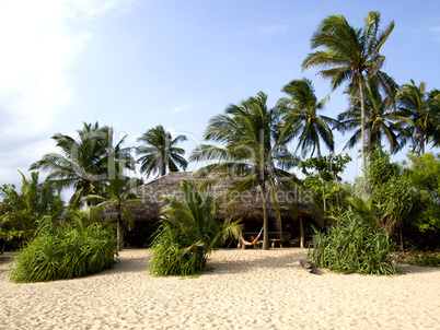 Palms at the beach