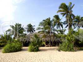 Palms at the beach