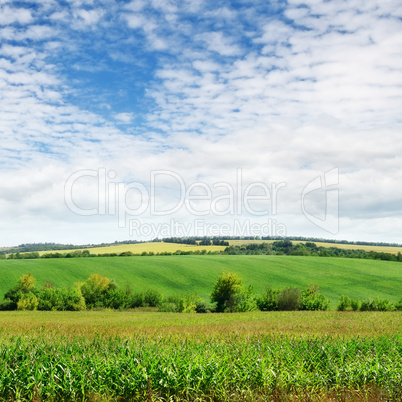 field with green plants and cloudy sky